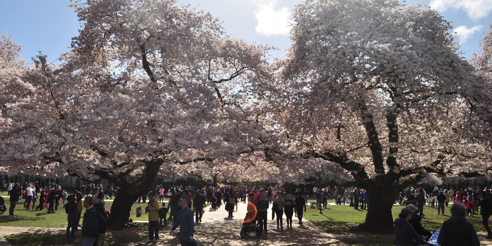 University of Washington campus